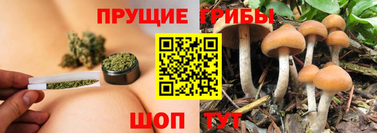 Псилоцибиновые грибы Psilocybine cubensis  Вятские Поляны  Галлюциногенные грибы Psilocybe 